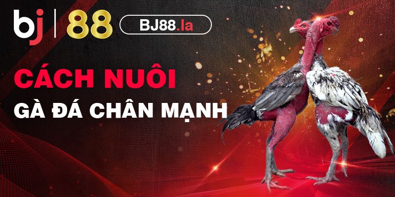 9 điều cần biết về cách nuôi gà đá chân mạnh mới nhất