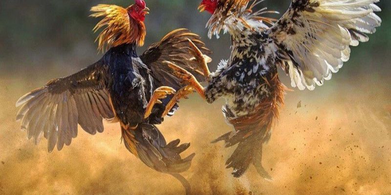 Cách nuôi gà đá có lực được nhiều sư kê quan tâm 