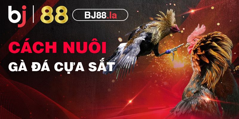 Hướng dẫn cách nuôi gà đá cựa sắt vô địch mọi đấu trường