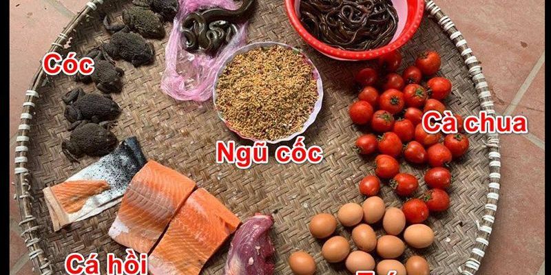 Chú ý khẩu phần ăn khi áp dụng cách nuôi gà đá có lực 