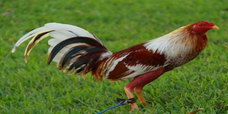 Các dòng gà Asil hiện nay 