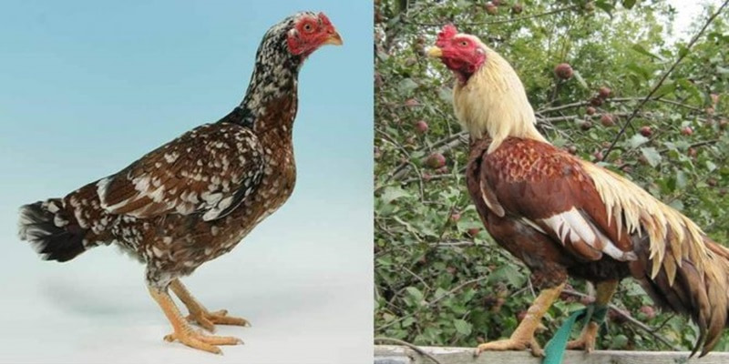 Đặc điểm nhận dạng gà Asil 