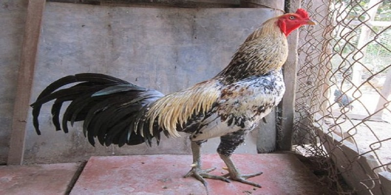 Nguồn gốc của gà Asil 