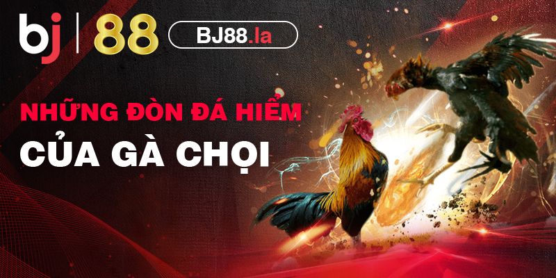 11 thế gà đá đòn độc ít ai viết giúp chiến kê hạ gục đối thủ