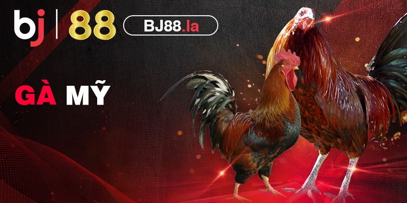Top 5 dòng gà Mỹ đá hay nổi tiếng và phổ biến tại Việt Nam