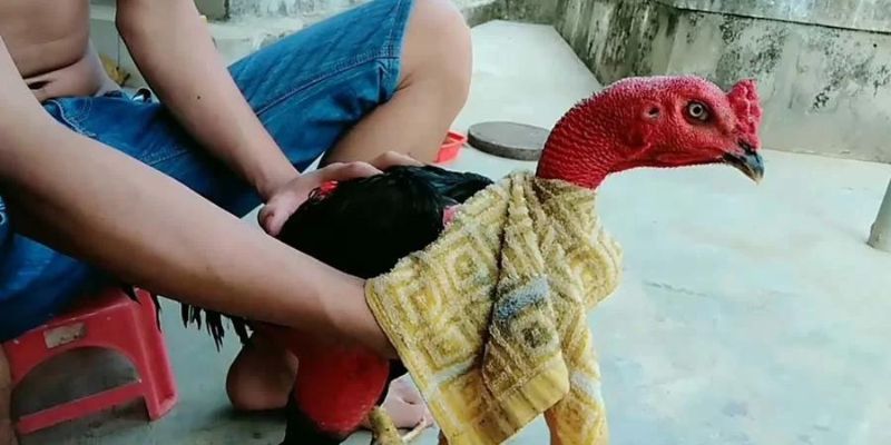 Om bóp là cách nuôi gà đá có lực hiệu quả 