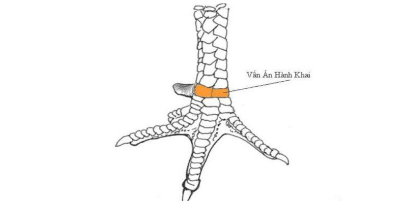 Nhận biết Vảy gà vấn cán tốt như thế nào? 