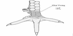 Cách chăm sóc vảy khai vương của chiến kê đúng cách