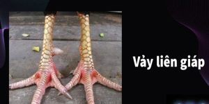 Tổng quan về vảy liên giáp