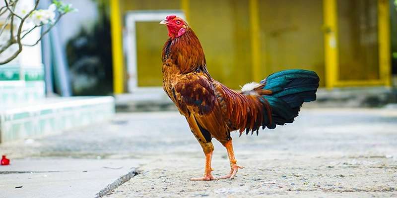 Cách nuôi gà đá bị tang hết bệnh hiệu quả