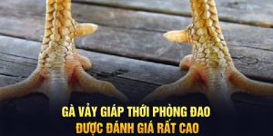Gà vảy giáp thới phòng đao được đánh giá rất cao